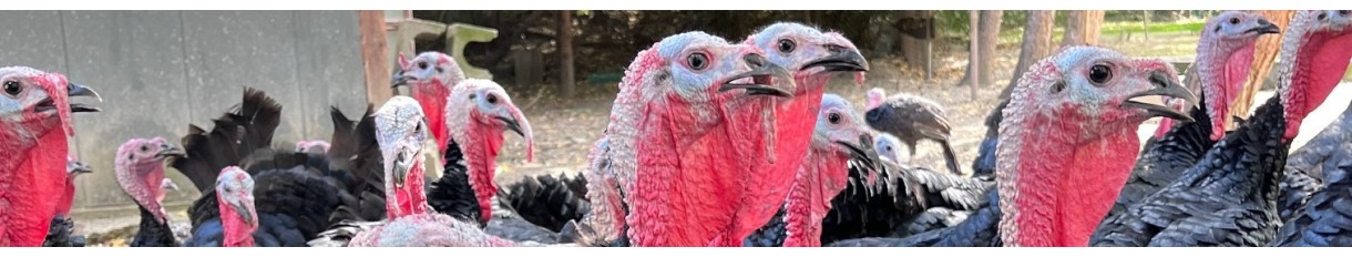 Czarny indyk EKO z Beskidu Niskiego – wyjątkowa rasa