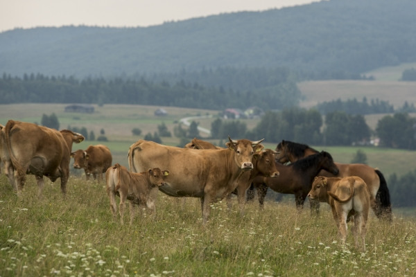 Jaki mamy wpływ na zmiany klimatyczne?